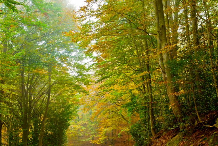 Ring im Wald wieder finden